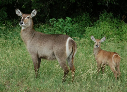 List of mammals of Zimbabwe
