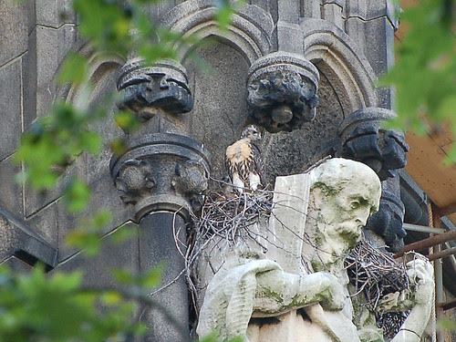 Cathedral Red-Tail Nestling