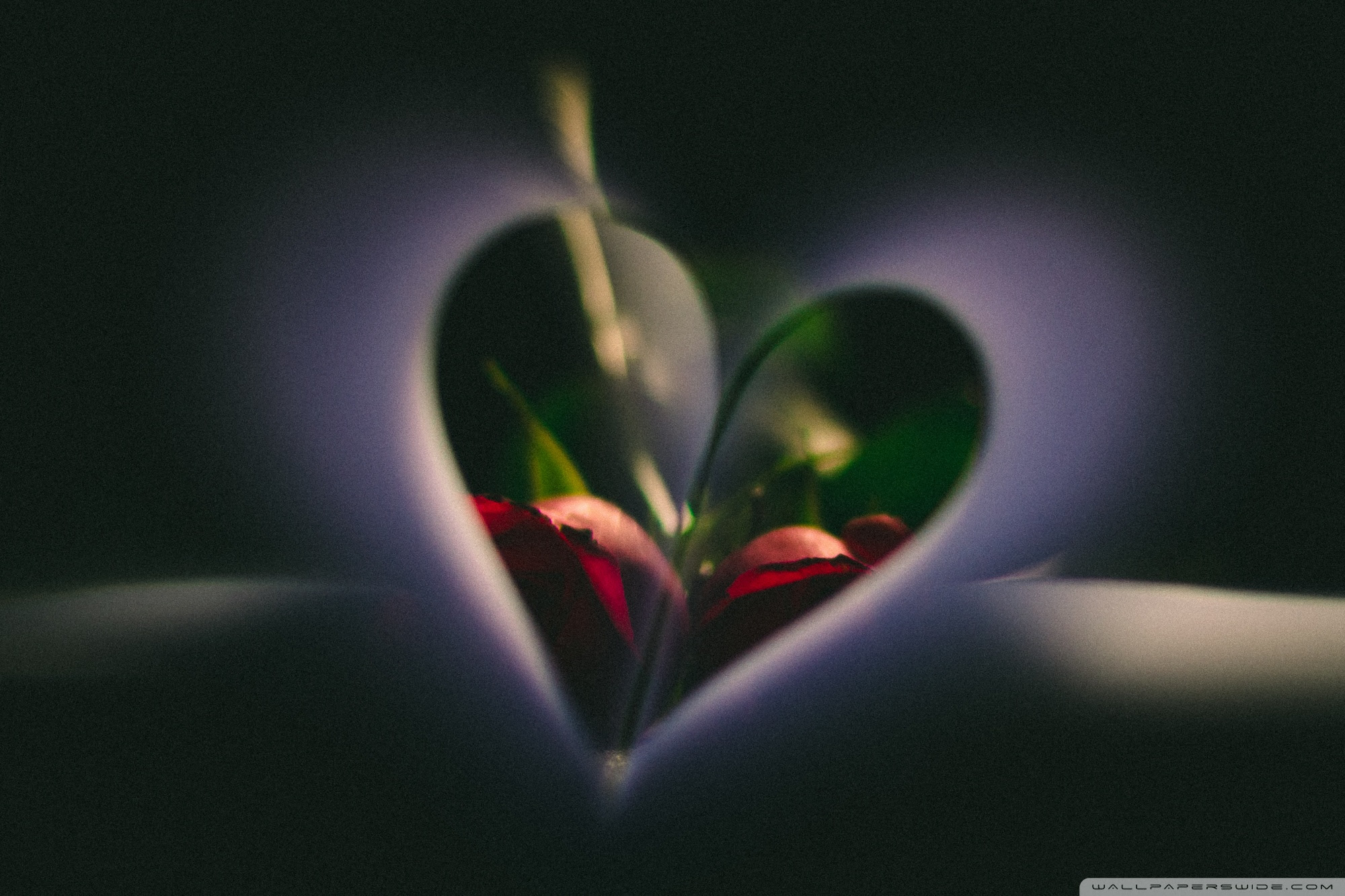 Love Ultra HD Desktop Background Wallpaper for 4K UHD TV : Widescreen