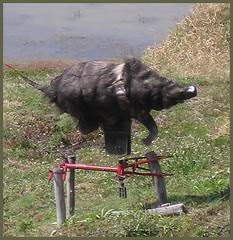 36 wild boar on bicycle