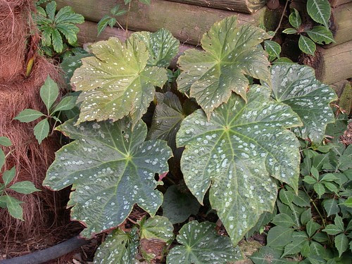 Begonia U475