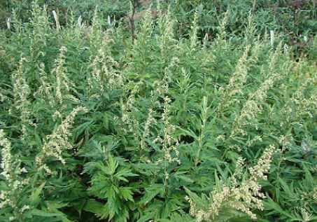 秋の花粉症シーズンがやってきました 公益財団法人 甲南会 六甲アイランド甲南病院