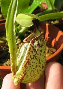 N. rafflesiana var alata
