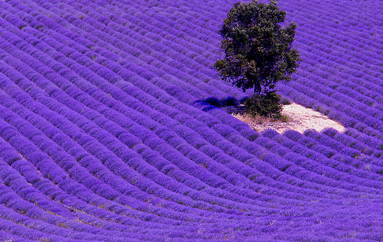 Lavender Fields in Provence