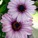 Spanish Marguerite