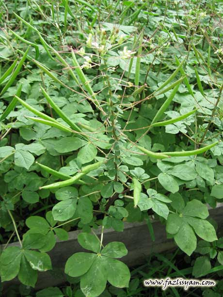 Pokok Maman Segalanya Tentang Tumbuhan Pokok Maman Segalanya Tentang Tumbuhan