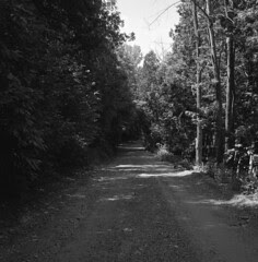 Backroad in Belfountain