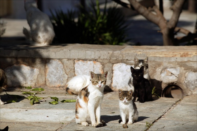 Spca Luzerne County Northeast Pa News Stray Cats