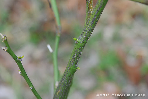 Leaf buds on Meyer lemon