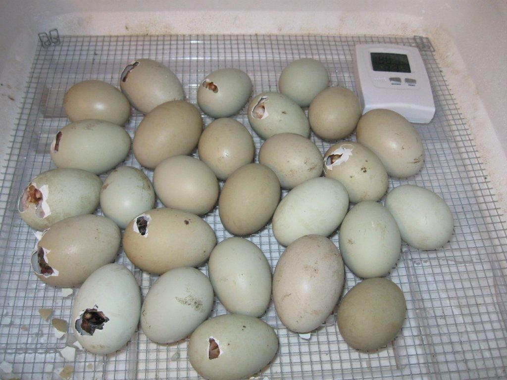 Chicken Egg Incubators