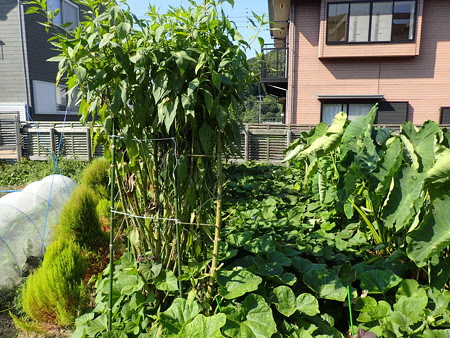 菊芋 キクイモ の育て方 種芋 苗の植え付け時期と方法 暇人主婦の家庭菜園 楽天ブログ
