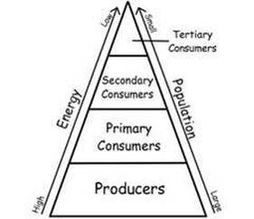 Food Chain, Food Web, Energy Pyramid - Food Chains and Food Webs
