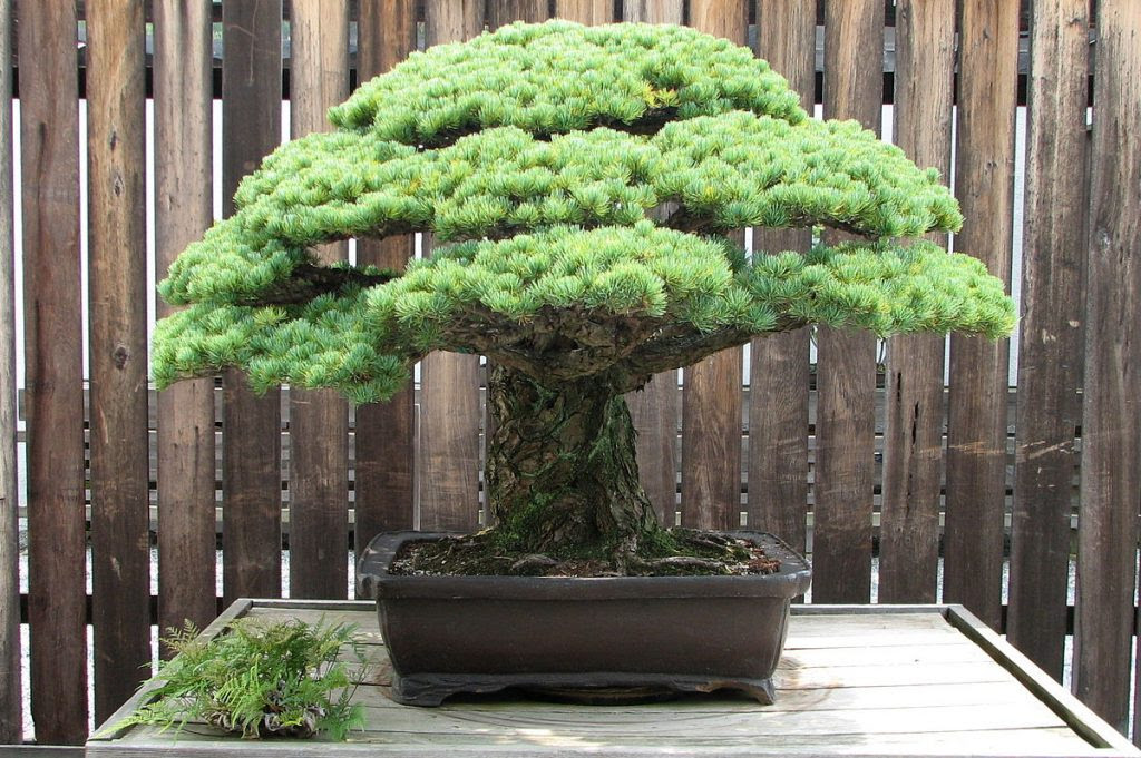 This 392-Year-Old Bonsai Tree Survived the Hiroshima Atomic Blast & Still  Flourishes Today: The Power of Resilience | Open Culture