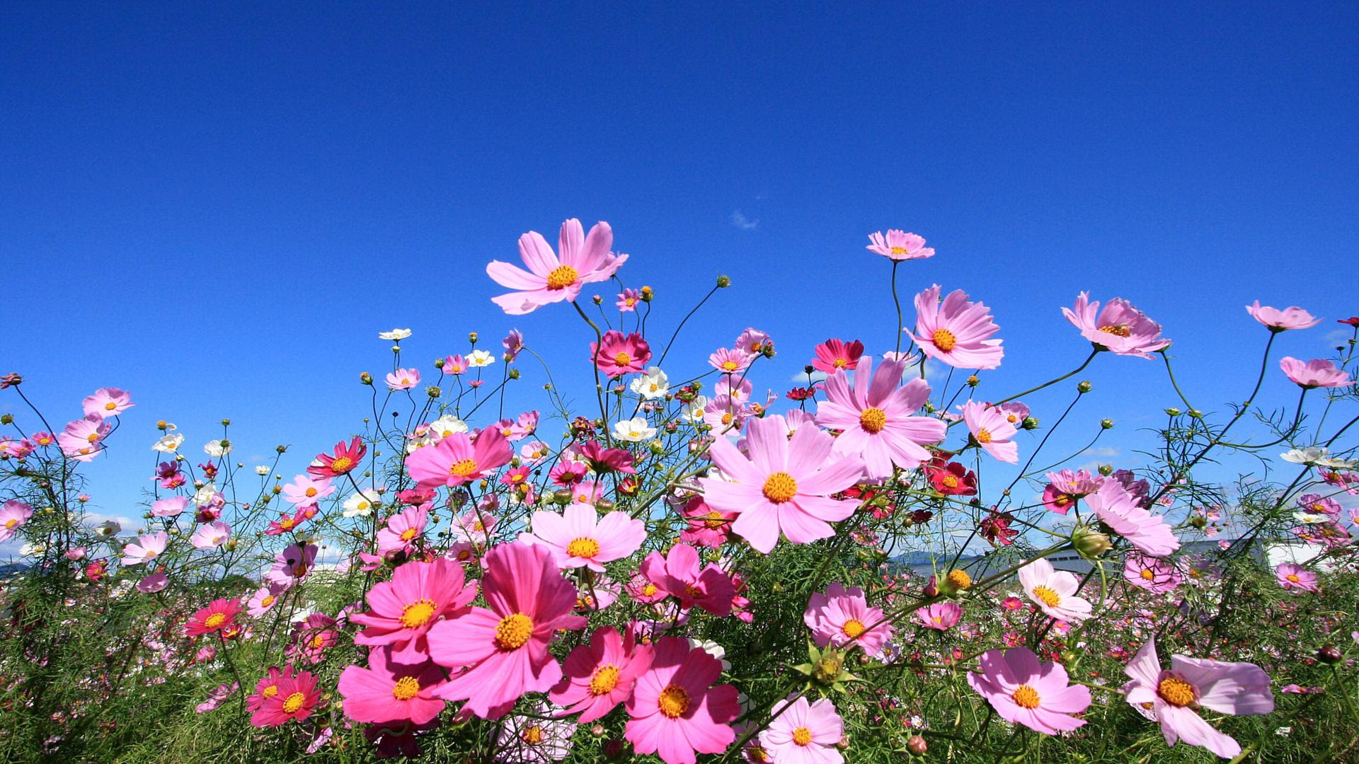 コスモスの壁紙 カレンダー壁紙館 昴 無料ワイド ページ 22