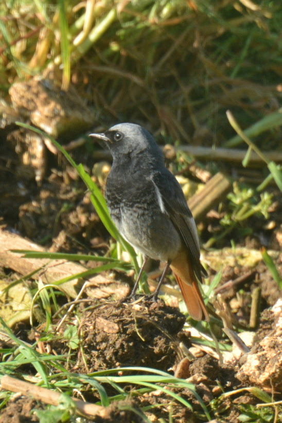 Oiseaux Communs Des Villes Et Parc
