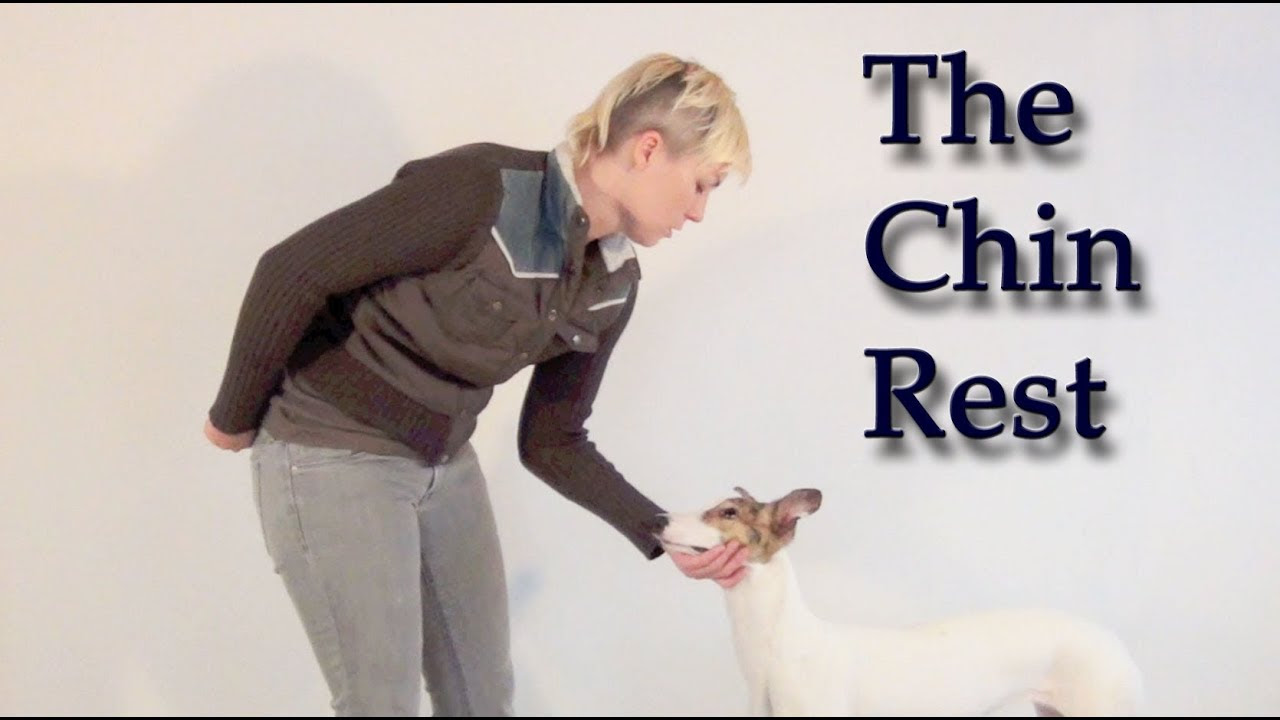 The Calm Chin Rest - clicker dog training - YouTube