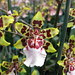 orchids_Colmanara Wildcat Yellow Butterfly 012