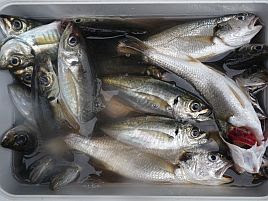 もっと美味しく食べたい 釣った魚のお持ち帰り方いろいろ へた釣り こむ