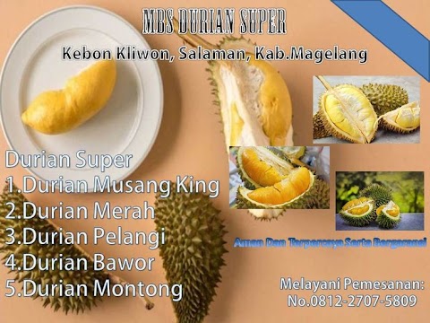 musang king vs udang merah