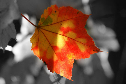 Tri-color leaf selective desaturation