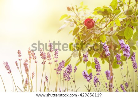 Lavender field closeup. Blooming lavender. blooming rose. Aromatic lavender flowers over sunset sky.