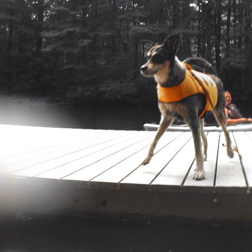 #ifuckinglovemydog