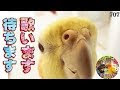 [ベスト] かわいい 可愛い ���カメインコ 998661-可愛い ���わいい 可愛い オカメイ��コ イラスト