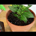 Yellow Fungus Indoor Plant Soil / Fungus gnats (also called soil gnats) are probably the most common (and annoying) houseplant you will notice these indoor plant bugs crawling out of the potting soil, or flying around your plant 1.