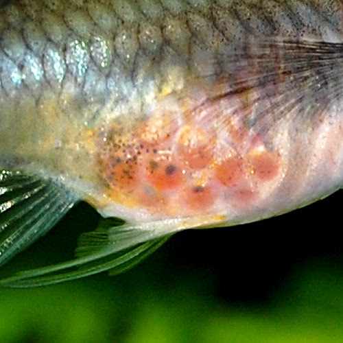 アクアライズ大宮店の国産グッピーブログ お買得情報