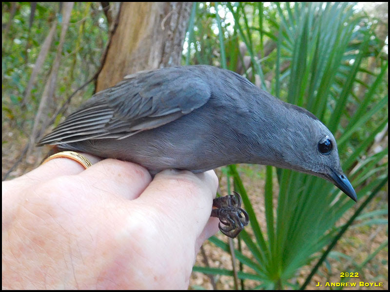 Gray Catbird