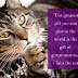 Sundays With Tabs the Cat, Makeup and Beauty Blog Mascot, Vol. 844