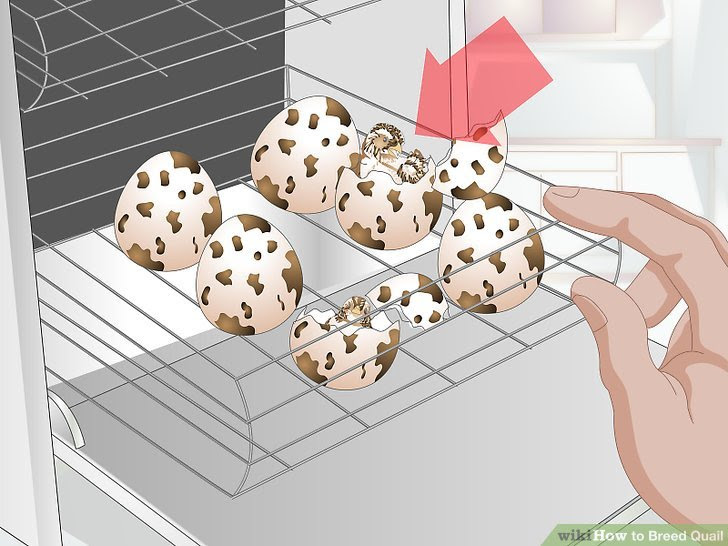 Breed Quail Step 25 Version 2.jpg