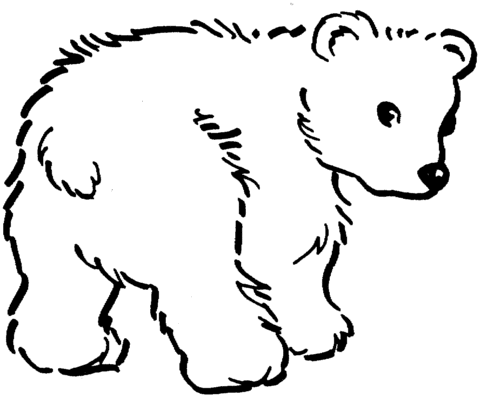 Disegno di Cucciolo di orso bruno da colorare | Disegni da colorare e  stampare gratis