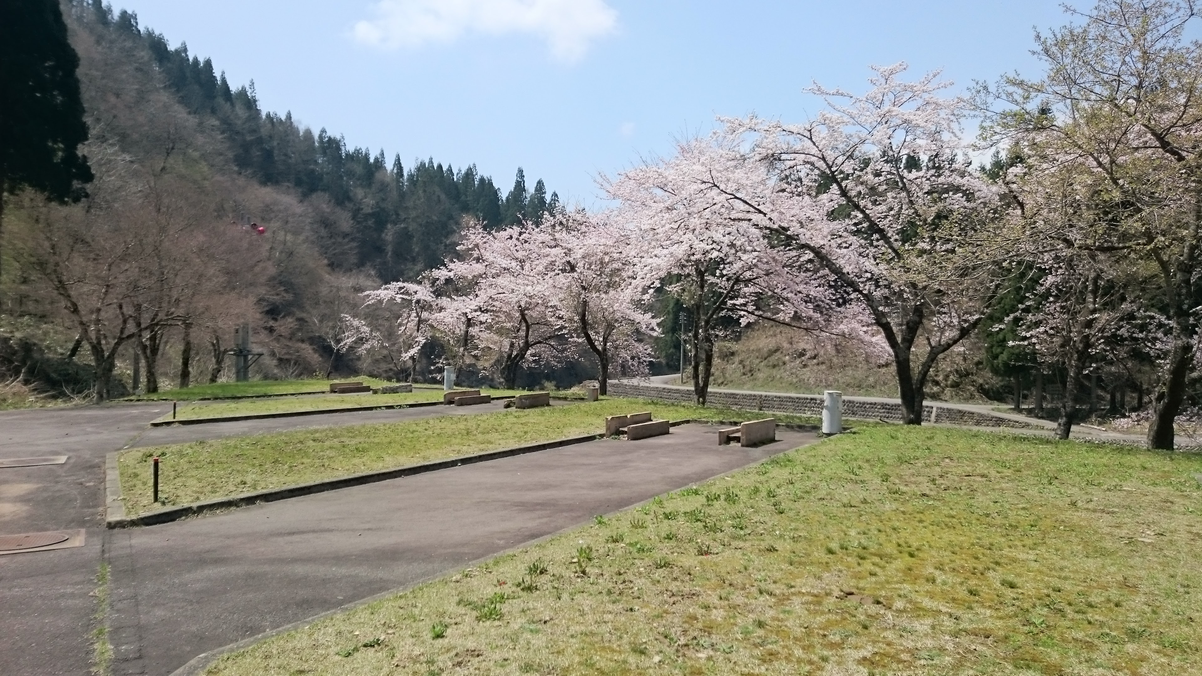 前坂キャンプ場 桜キャンプ楽しめますよ 前坂キャンプ場