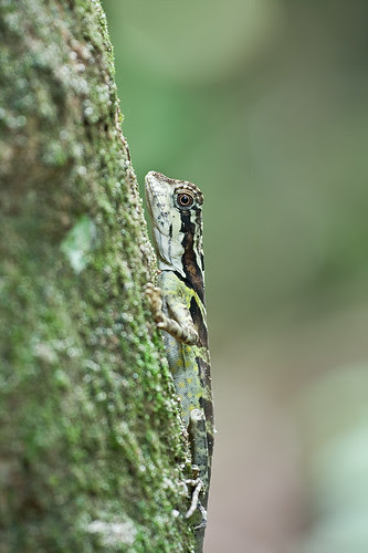 anglehead lizard juvenile female IMG_3422 copy