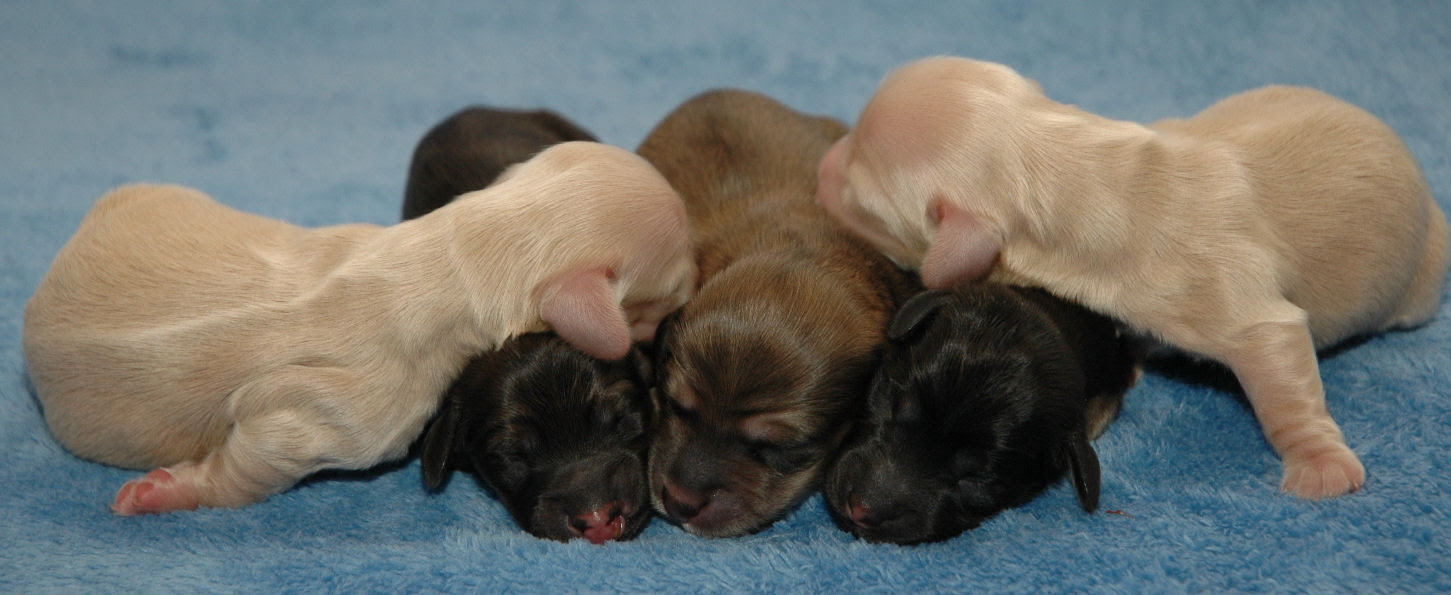 Summer's and Rusty's litter