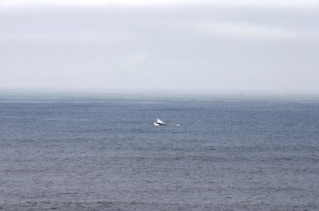 Whale Watching in Pacifica