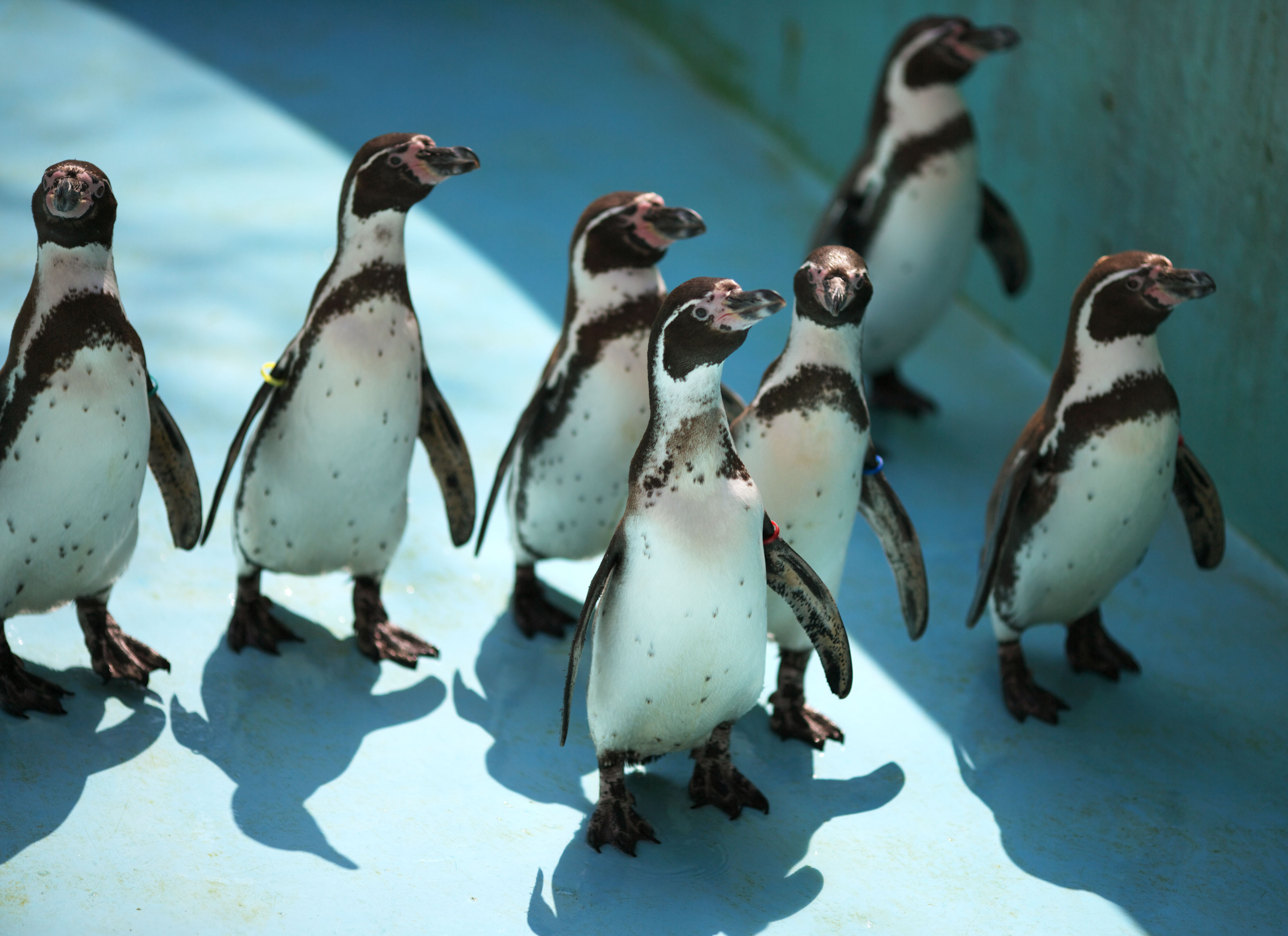 ゆんフリー写真素材集 No 59 フンボルトペンギン 日本 千葉