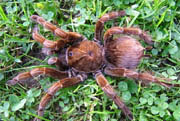 Pamphobeteus sp. J. Ecuador