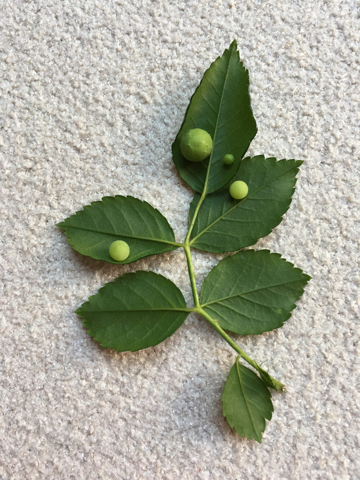 バラの害虫 バラハタマバチの虫こぶとハバチ類の幼虫 ローズノート