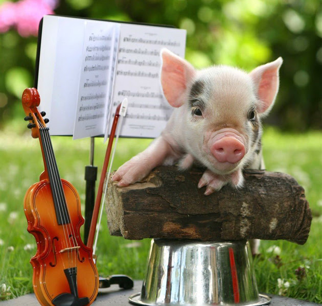 Image result for cute pigs