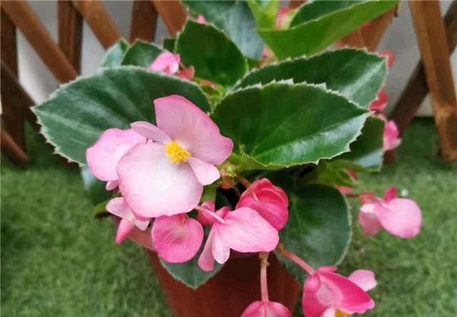 绿化带上的海棠花 开花红艳艳 搬到室内养护可以顺利过冬吗 海棠花 秋海棠 绿化带 新浪新闻