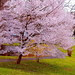 Pink Tree
