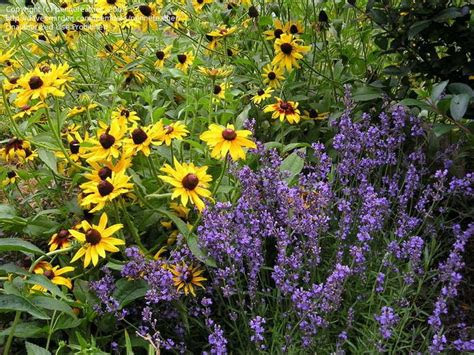 companion plant lavender gardening lavender