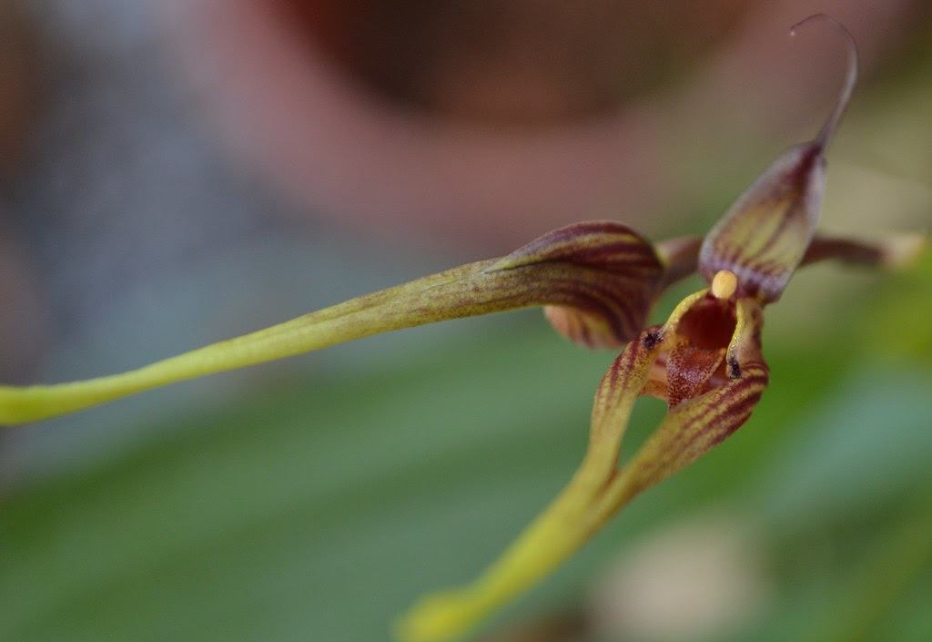 Bulbophyllum biflorum