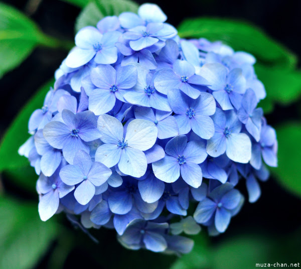Hydrangea in Ueno Park  Japan Photo Gallery