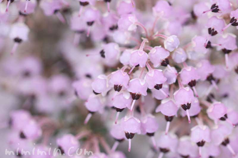 ジャノメエリカ 蛇の目エリカ の花の写真 花言葉 みみみんブログ