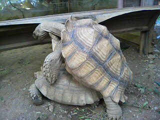 そして交尾 毎日が かめ三昧