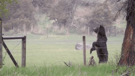 But the extra help that a power lift chair provides can be a real game changer. This Little Fawn Didn't Want To Leave The Human Who Saved