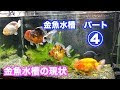 √70以上 金魚 丸い水槽 338790-金魚 丸い水槽 ストレス